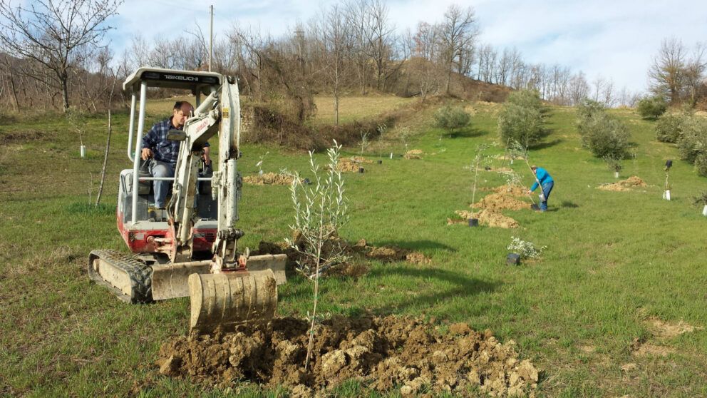 La cura degli olivi