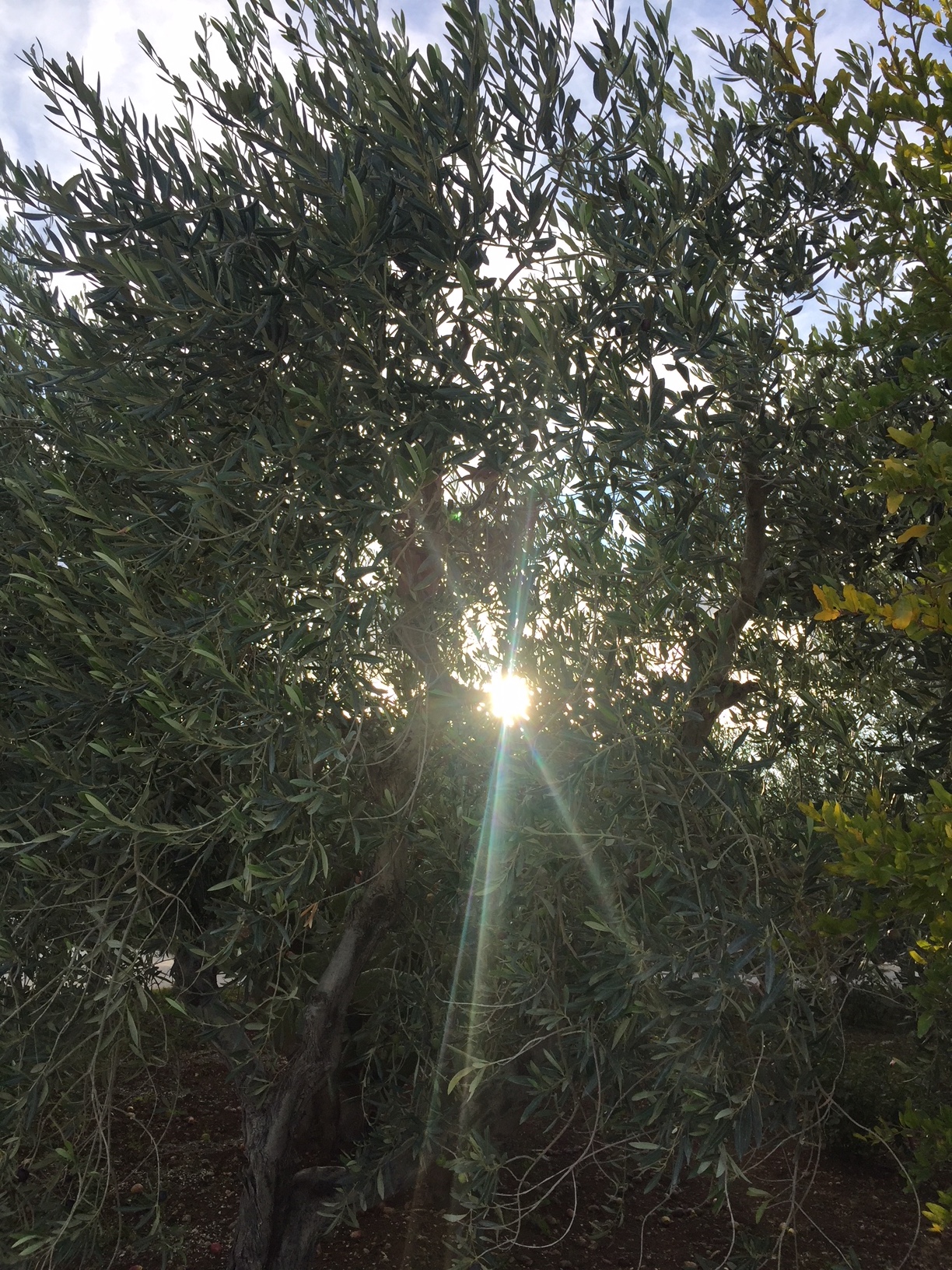 La coltivazione tradizionale dell’olivo in Turchia è patrimonio Unesco