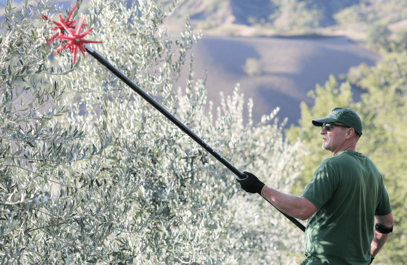 La via italiana al vivaismo olivicolo ad alta densità con cultivar autoctone