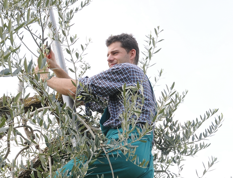 Quando si rivoluzionò la potatura degli olivi