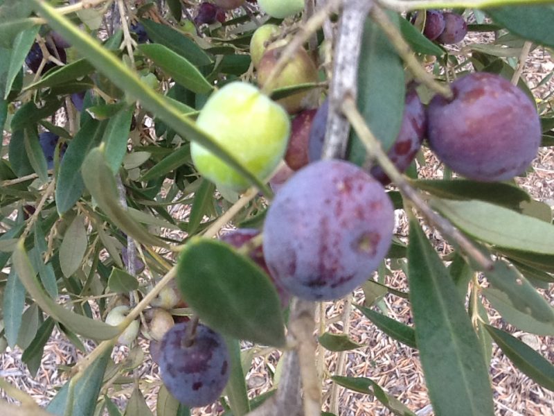 L’olivicoltura di oggi? Deve guardare a nuove varietà