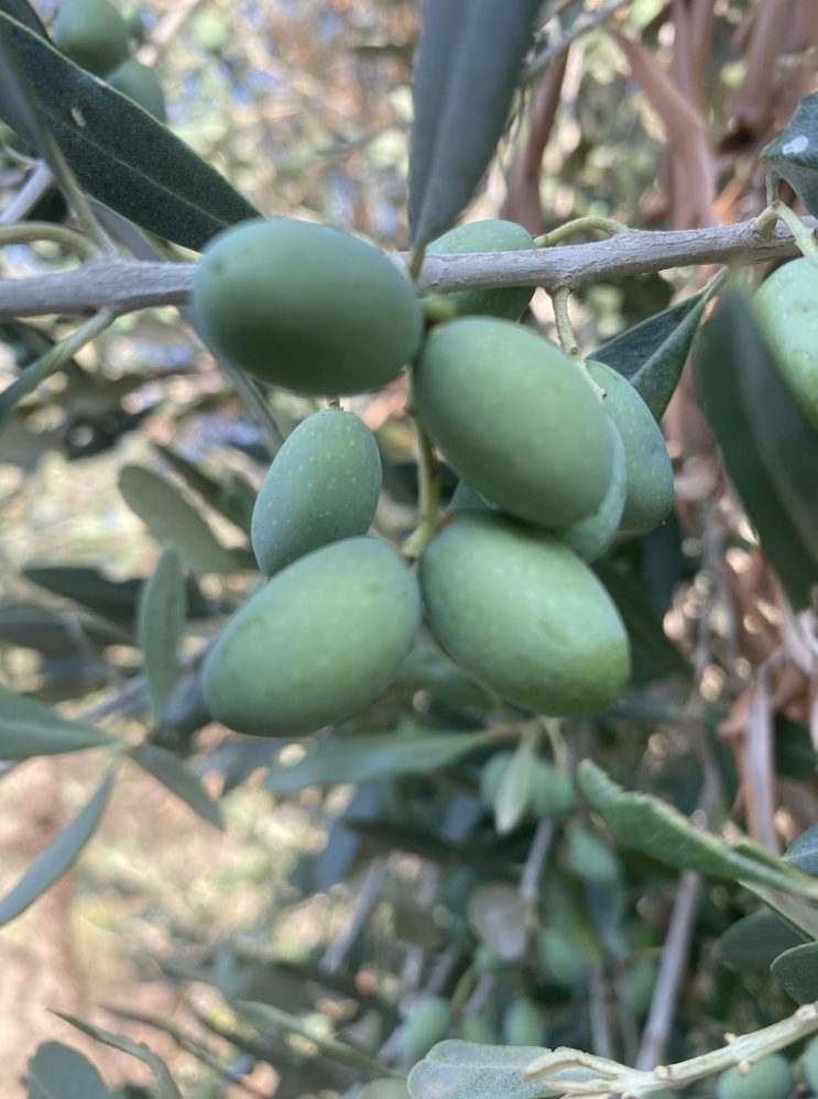 In attesa dell’olivagione 2024. Piccole, non più tanto piccole, olive crescono