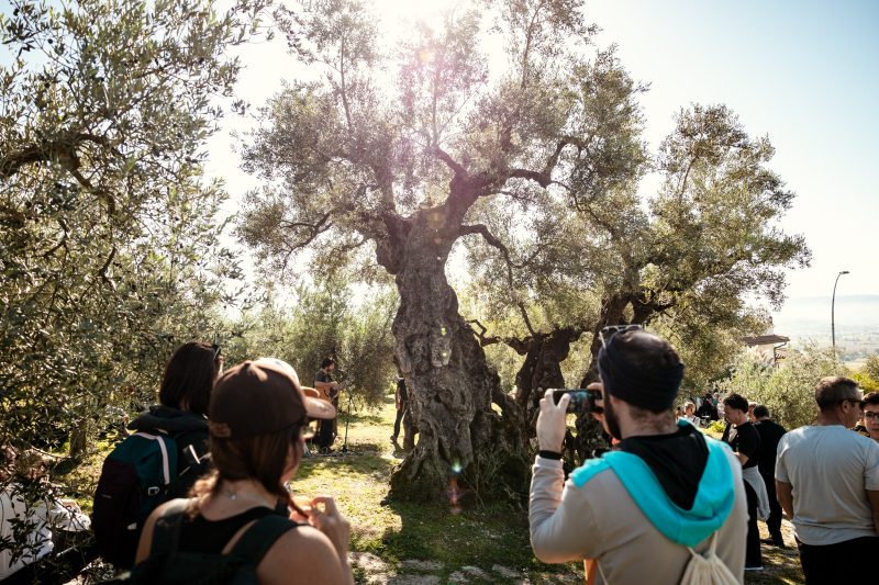 Un virtuoso esempio di efficienza? La Strada dell’olio Dop Umbria