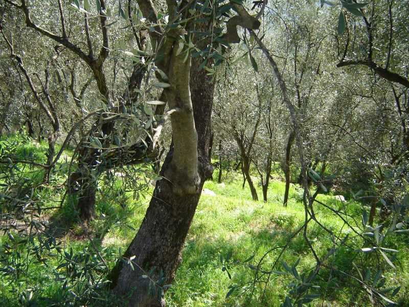 Le aziende olearie debbono puntare sullo sviluppo sostenibile