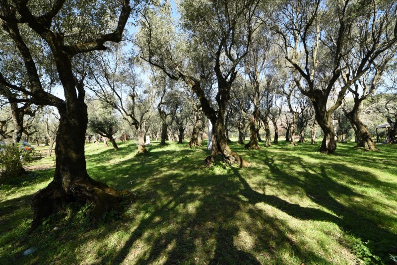 La politica agricola in una nuova governance dell’Ue. Scenari possibili