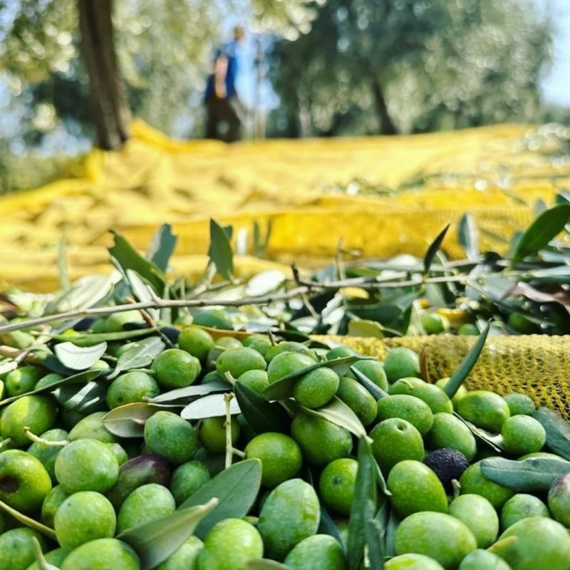 Quando l’olivagione fa rima con condivisione