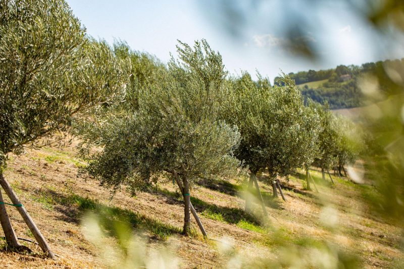 L’olio emiliano-romagnolo punta su innovazione, sostenibilità e cooperazione