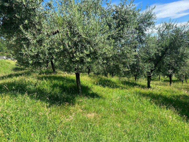 L’olio e il vino. A Olivola