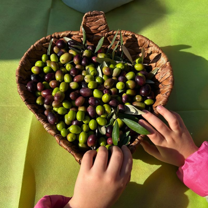 Bambini e bambine tra gli olivi